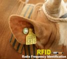 what is RFID vet ultrasound scanner